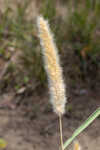 Annual rabbitsfoot grass